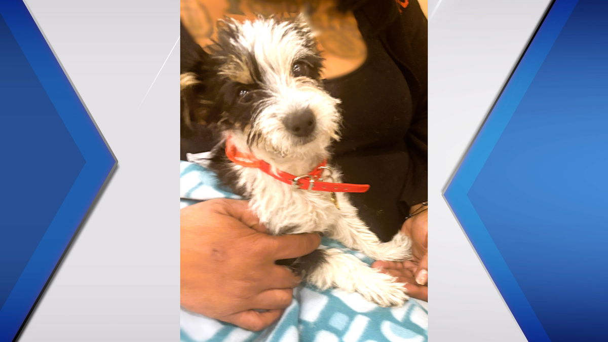 Kaiser Permanente steps in to help pet affected by fire in Altadena