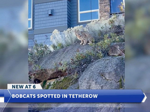 Two bobcats spotted in Tethrow; another sighting at Riley Ranch Nature Reserve
