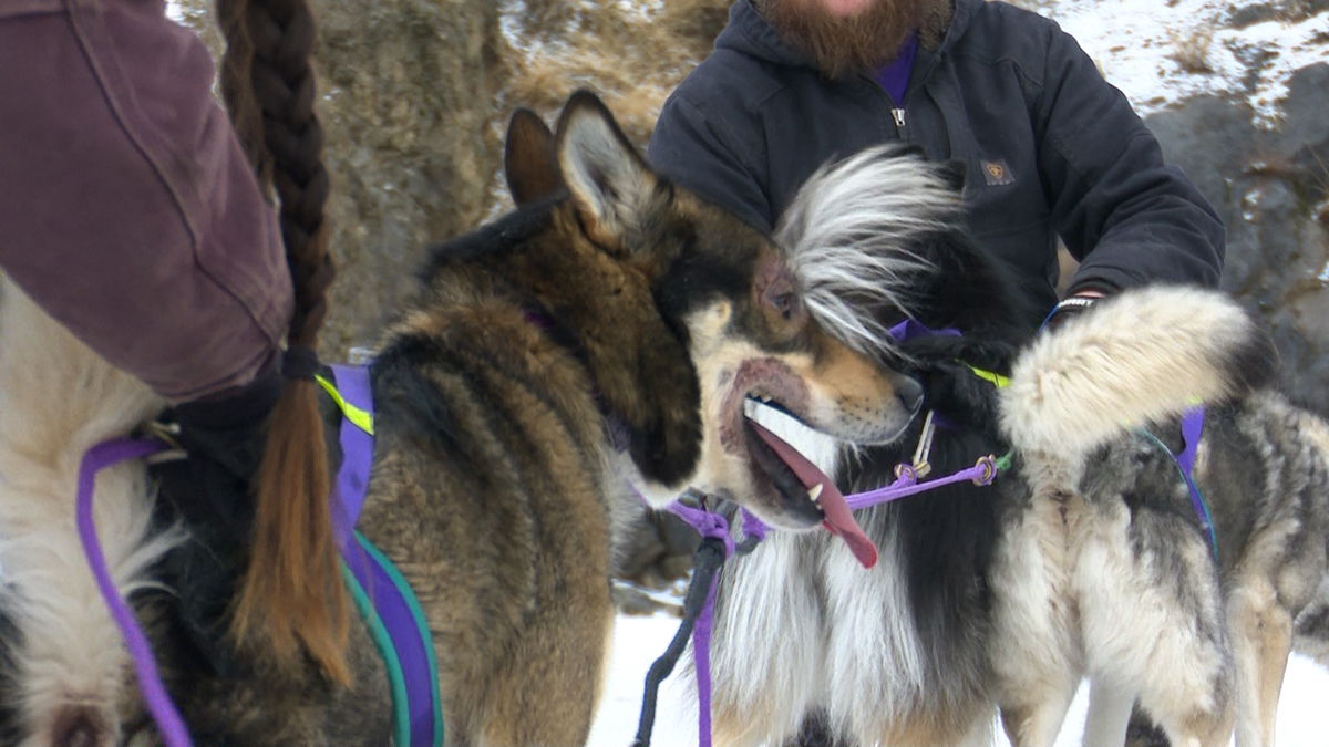 Dogs on board – American Dog Derby starts February 14