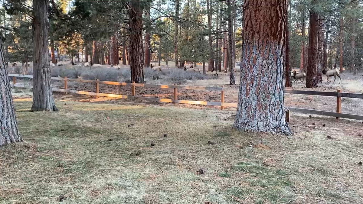 WATCH: An elk herd on the run surprises longtime SE Bend resident