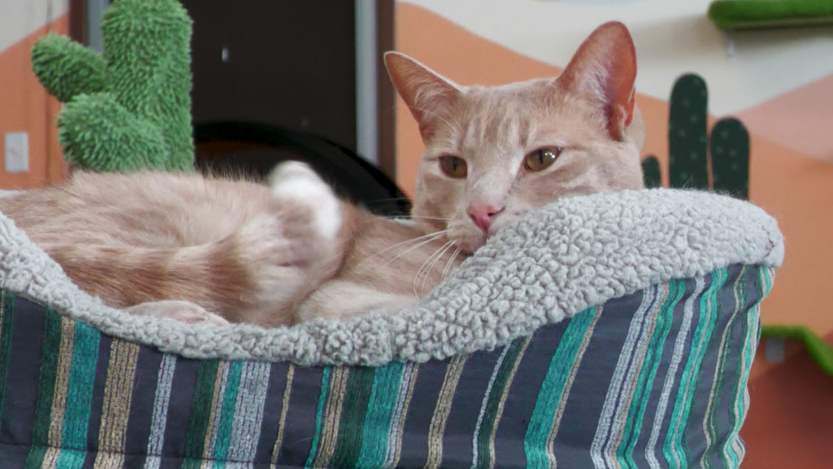 Snake River Animal Shelter open Sundays