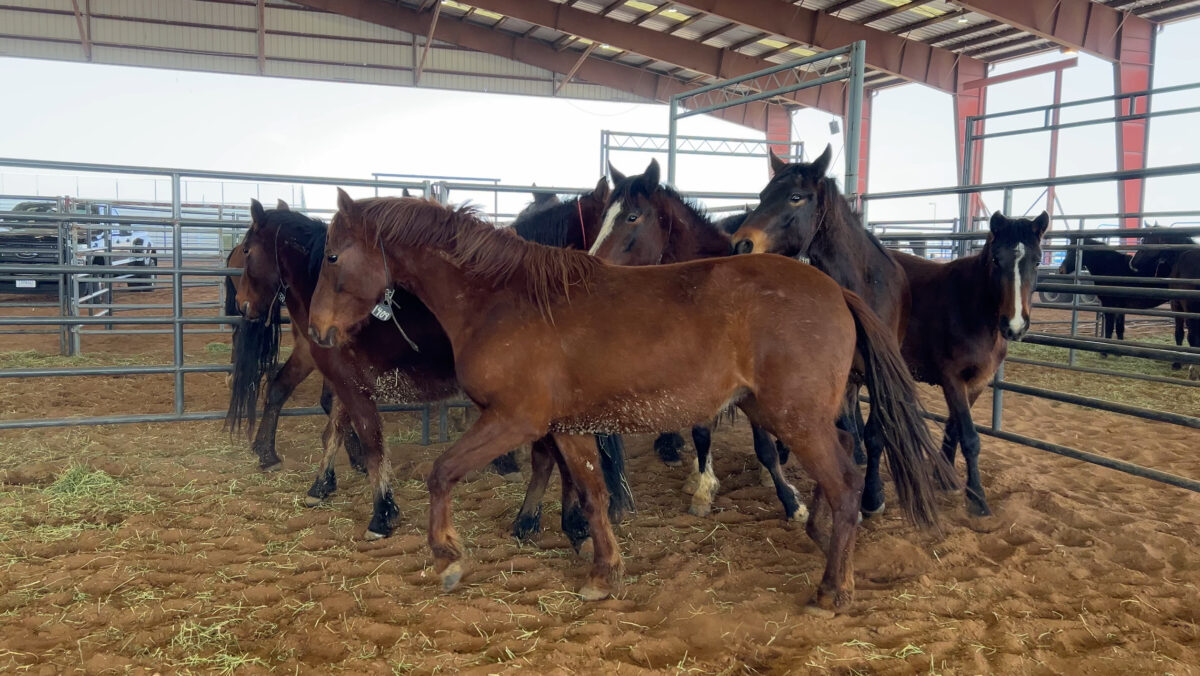 Wild horses