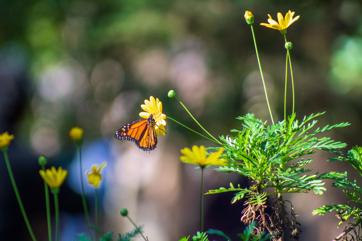 California officials react to historically low Western Monarch Butterfly count