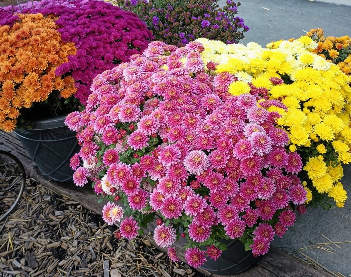 ‘Spring Fling’ returning to Leupold’s Greenhouse