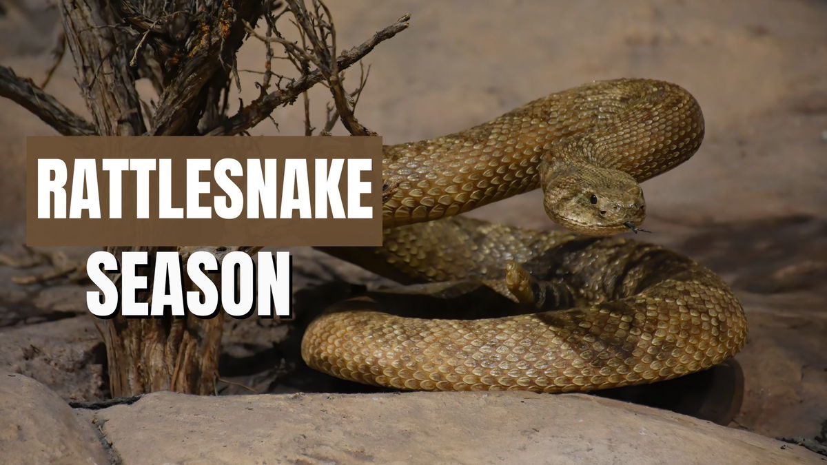 Local hikers discuss rattlesnake season