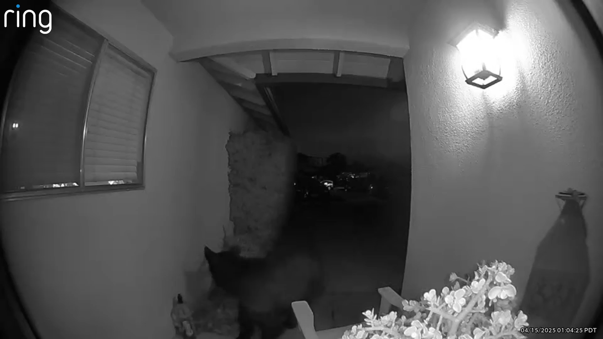 Bear walking around Goleta Neighborhood caught on Doorbell Camera