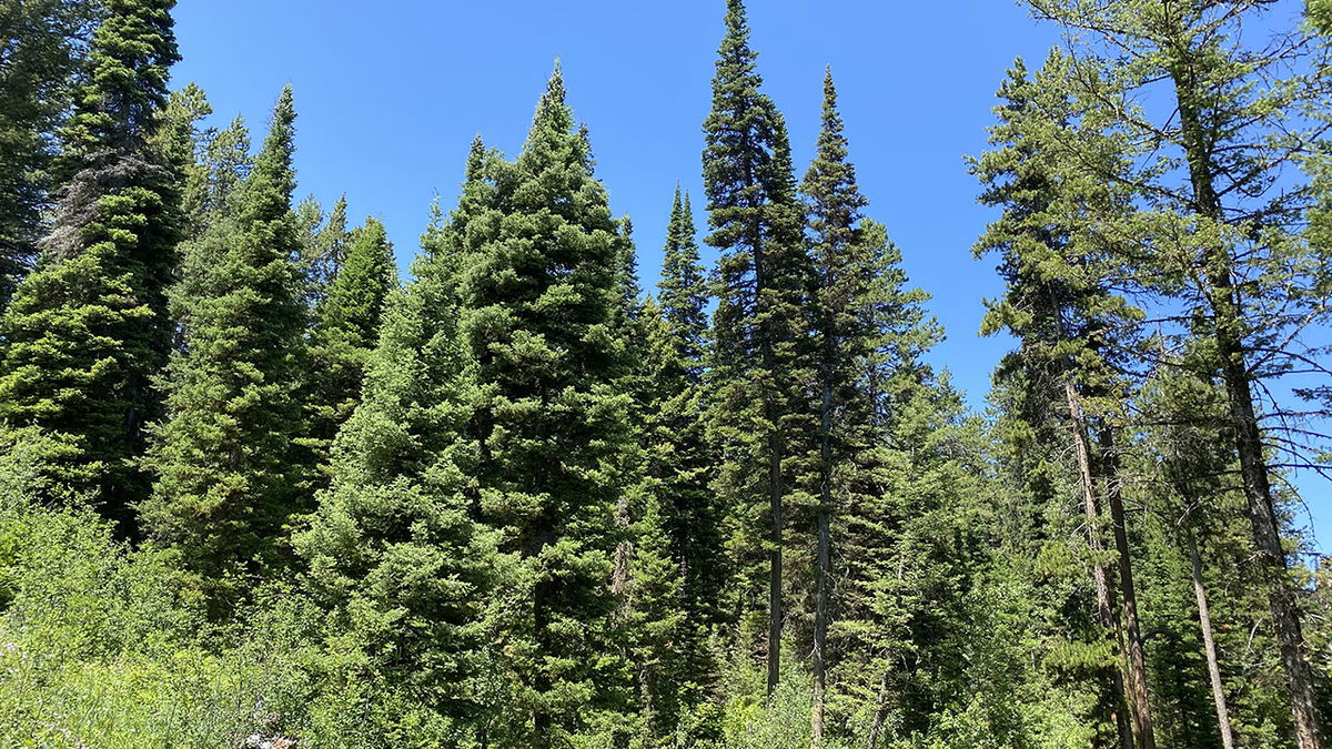 Gov. Little issues executive order to safeguard Idaho’s federal forests