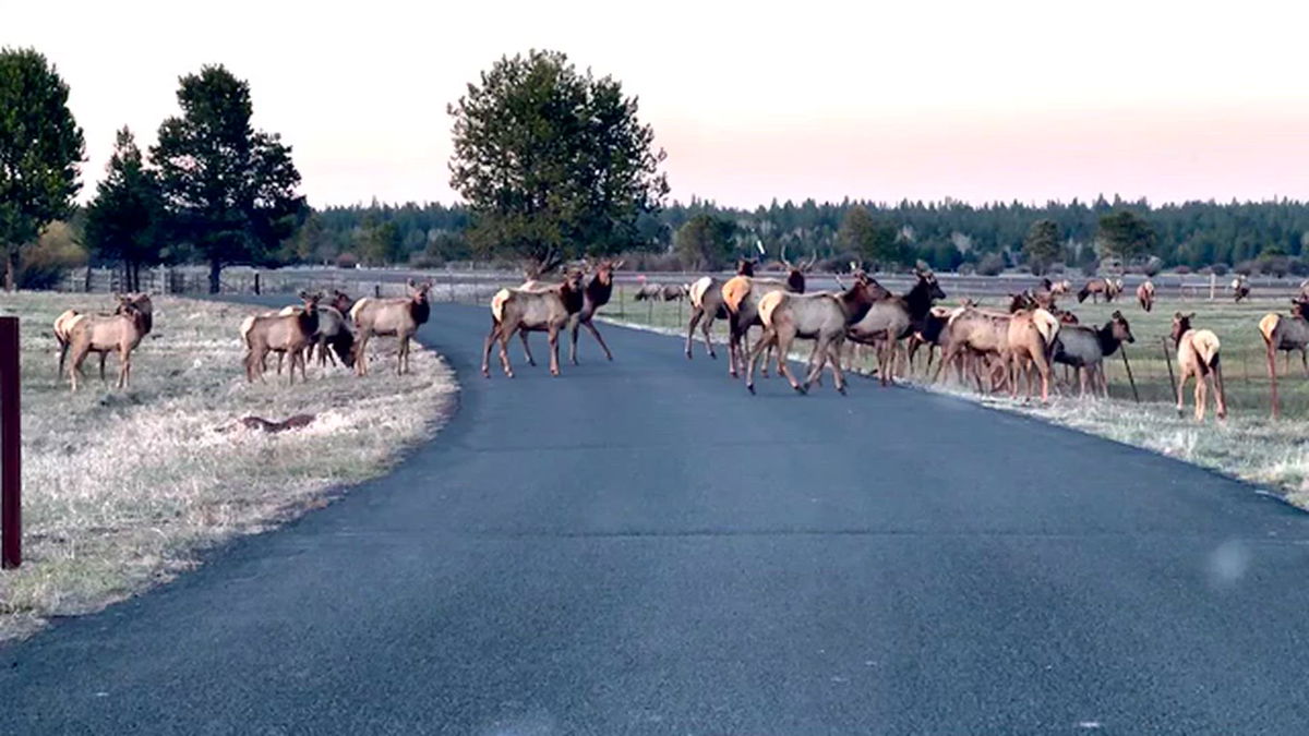 Watch: Elk on the move in Sunriver