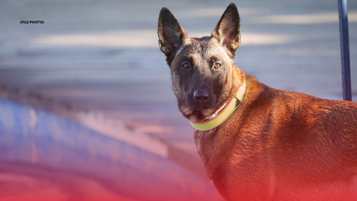 RECORDS: Child bit in genitals by Belgian Malinois had stepped on its paw