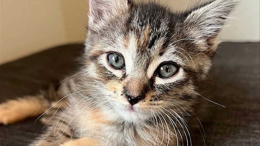 ‘Kitten Shower’ planned Saturday at Humane Society of Central Oregon