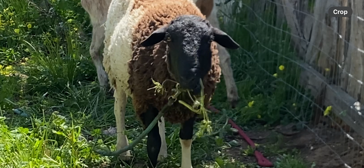 Historic El Cuartel gets some Maintenance Help from a Sheep and a Goat