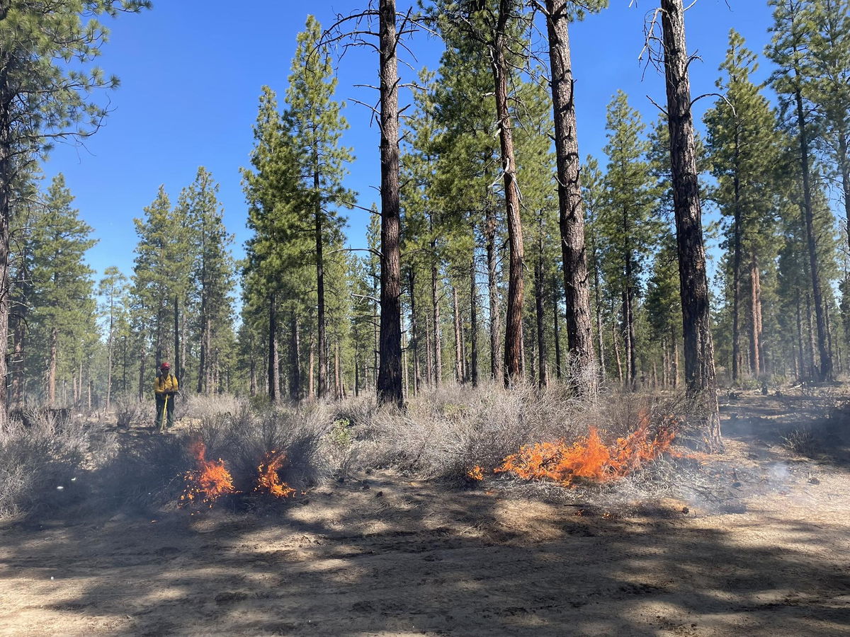 173-acre prescribed burn conducted five miles northeast of La Pine