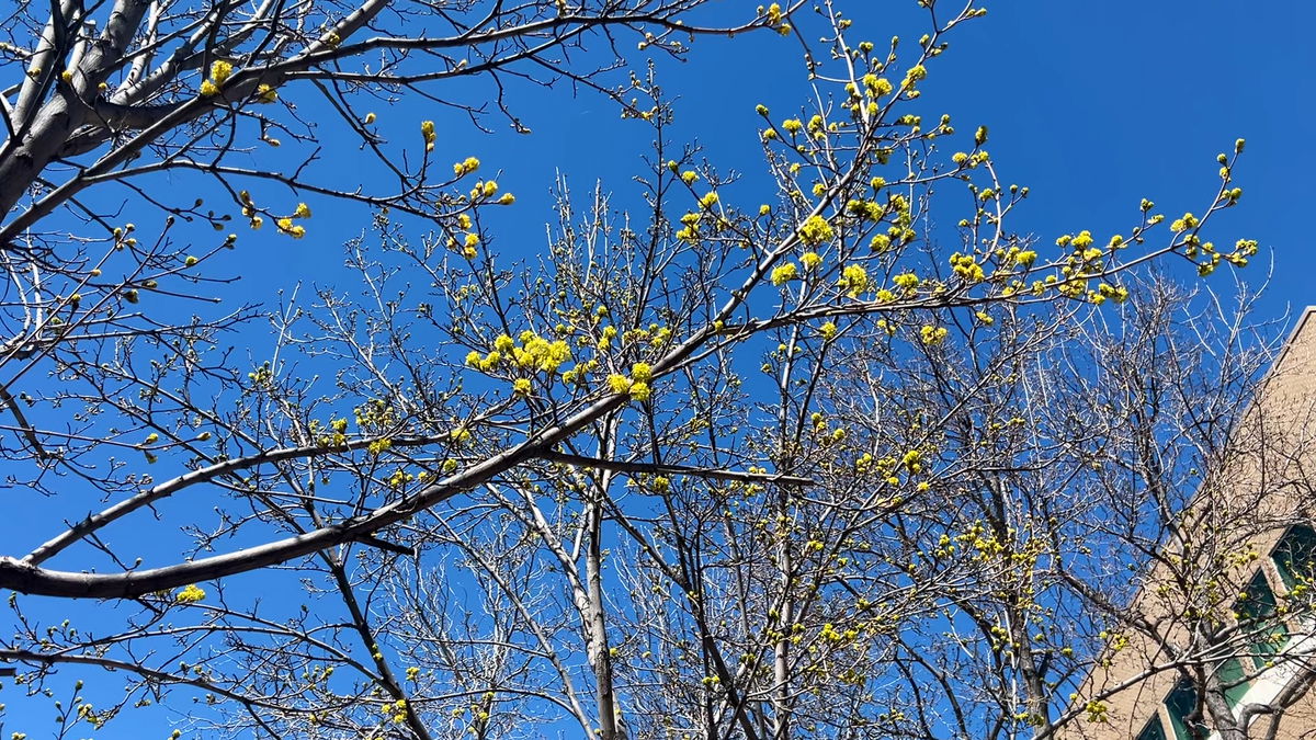 How to survive spring allergies