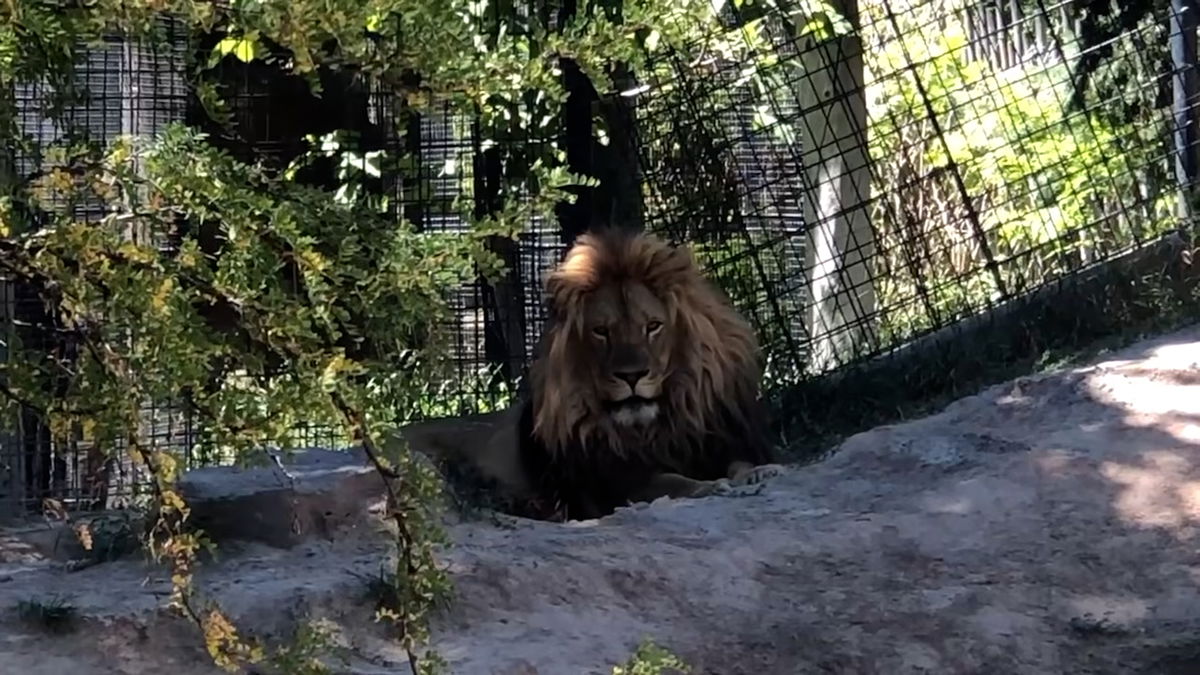 Idaho Falls Zoo announces lion leaving for cross-country breeding program