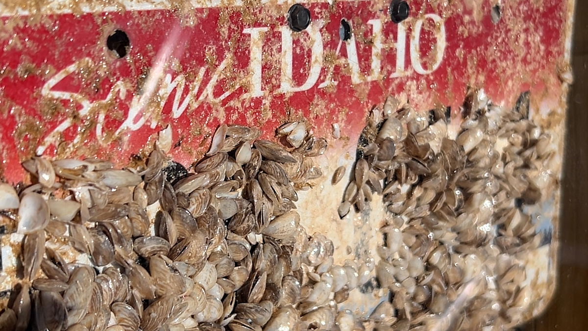 Beware of stowaways: State Dept. of Agriculture urges boaters to watch for invasive species