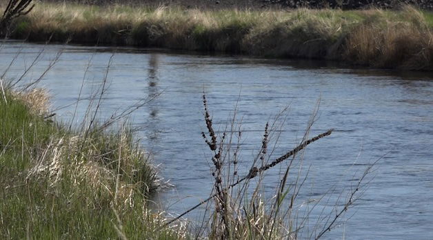 City of Redmond seeks to reduce water usage with summer goal; mayor urges community participation