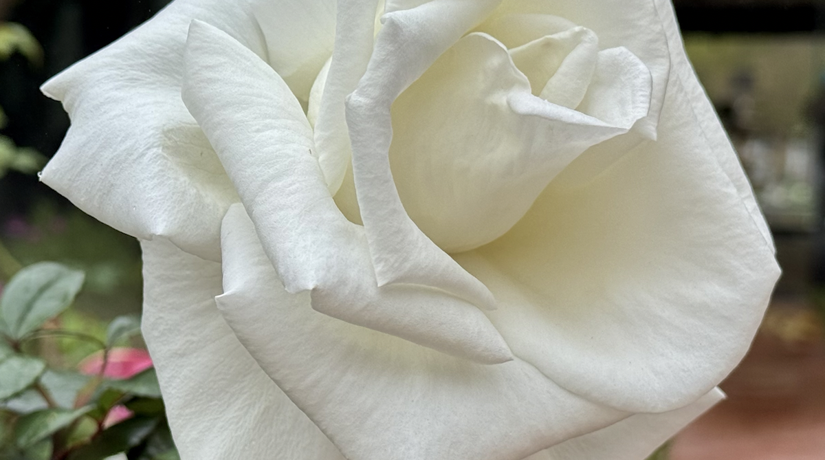 Hospice of Santa Barbara seeing Growing Need for Children’s Grief Support