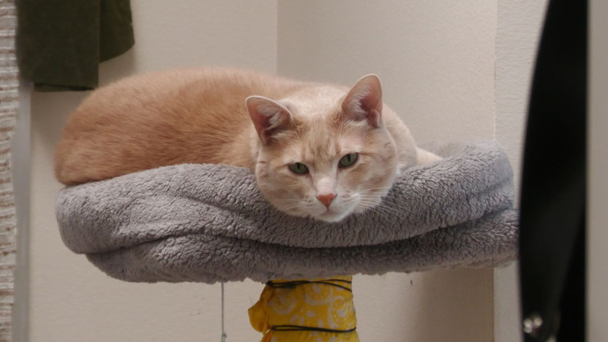 Why are southeast Idaho animal shelters always full?