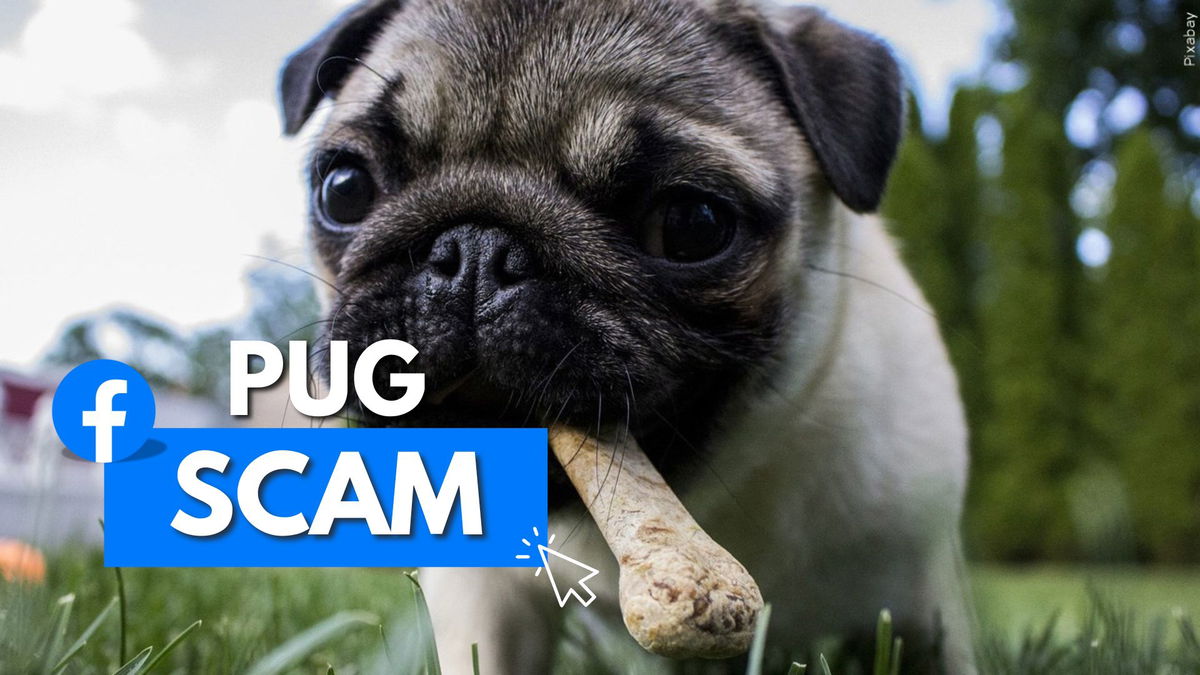 A warning to others after Cathedral City man falls victim to online pet adoption scam