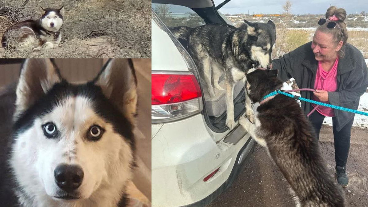 Colorado Springs family reunited with missing husky after 190 days