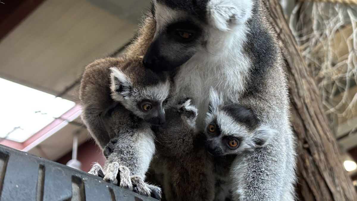 Cheyenne Mountain Zoo welcomes three new lemur pups