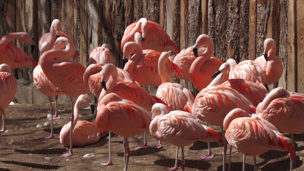 Idaho Falls Zoo opening day