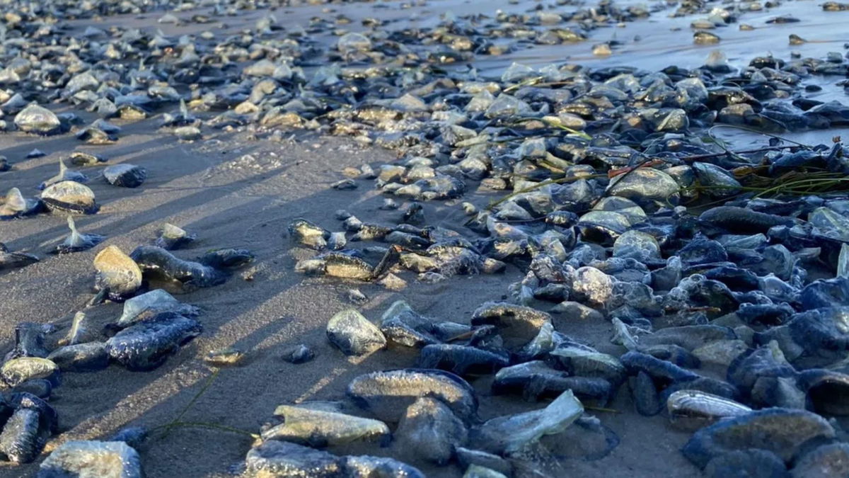 Beaches covered with Velella Creatures being Blown In from the Ocean