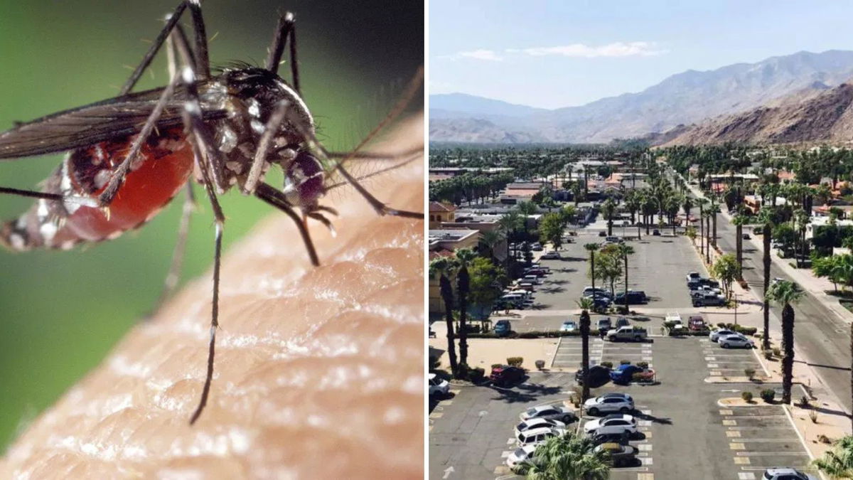 Mosquito Season Is Back in Coachella Valley