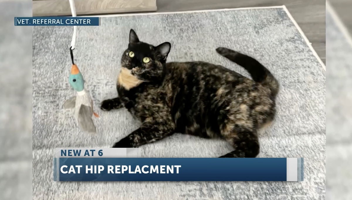 Three-legged cat gets hip replacement with new technology