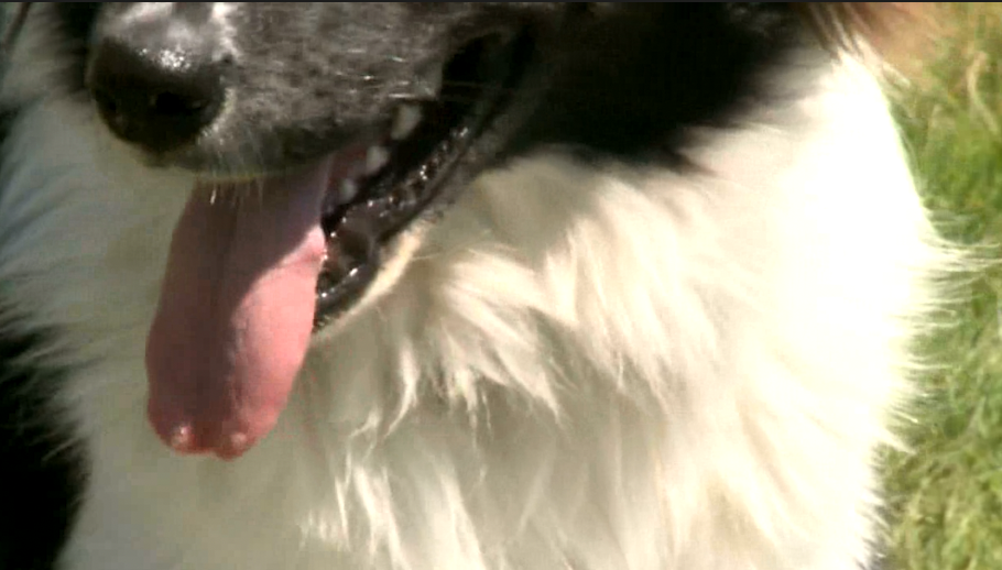‘Leash your pooches!’: Dog attacks on the rise in Central Oregon; father of young bite victim seeks tougher leash laws
