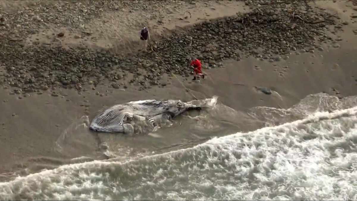 Marine animals wash up dead in Ventura County