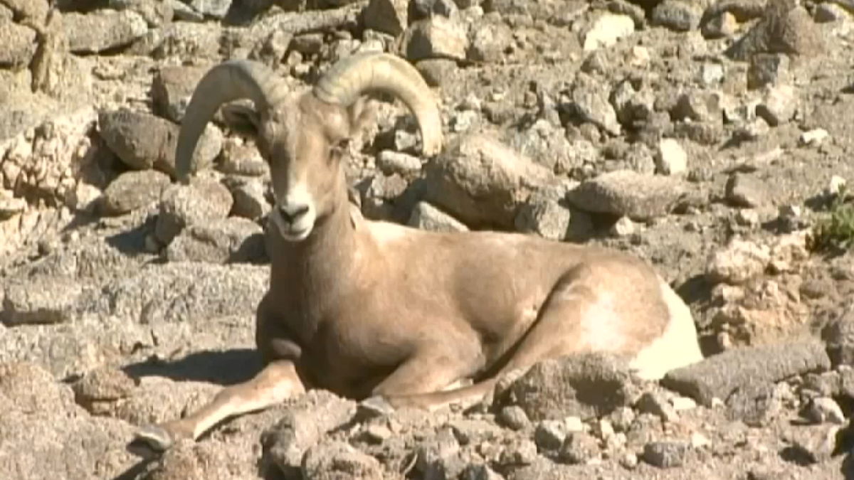 Local nonprofits step up efforts to protect endangered Bighorn sheep in Coachella Valley