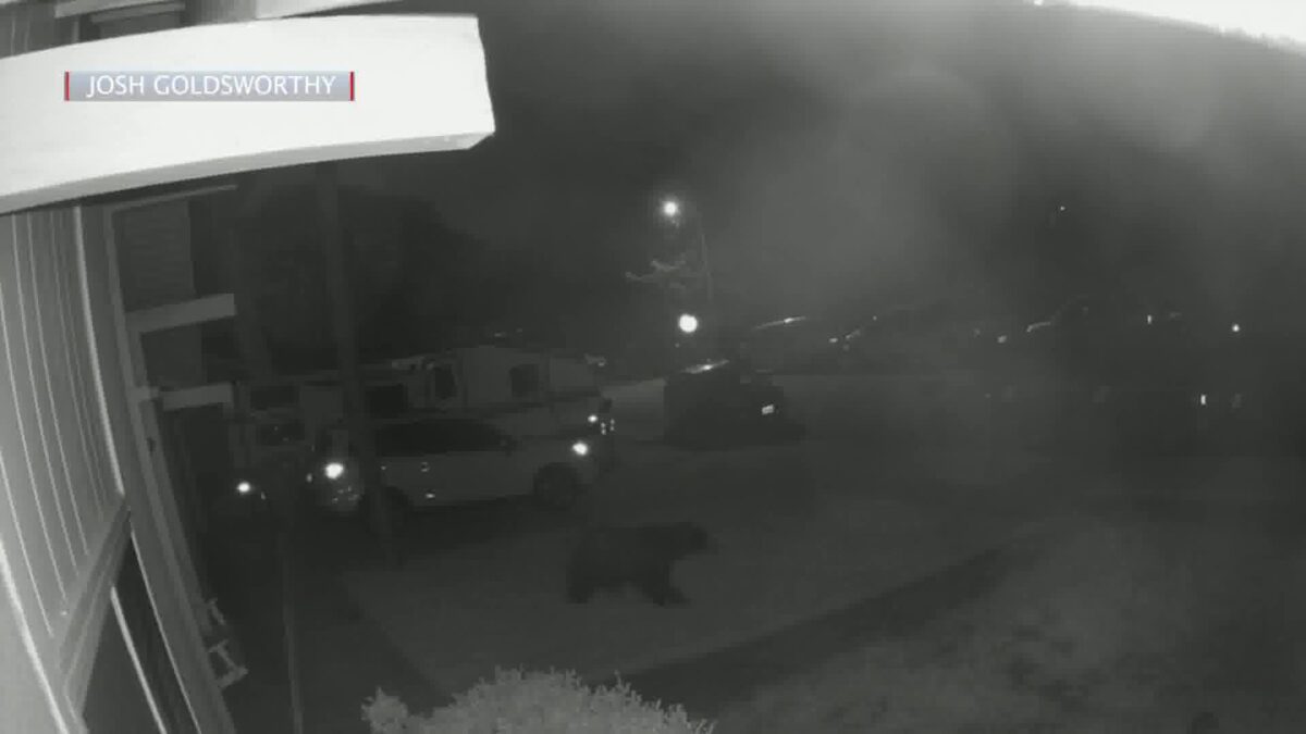 Bear sightings in Goleta has Residents Worried