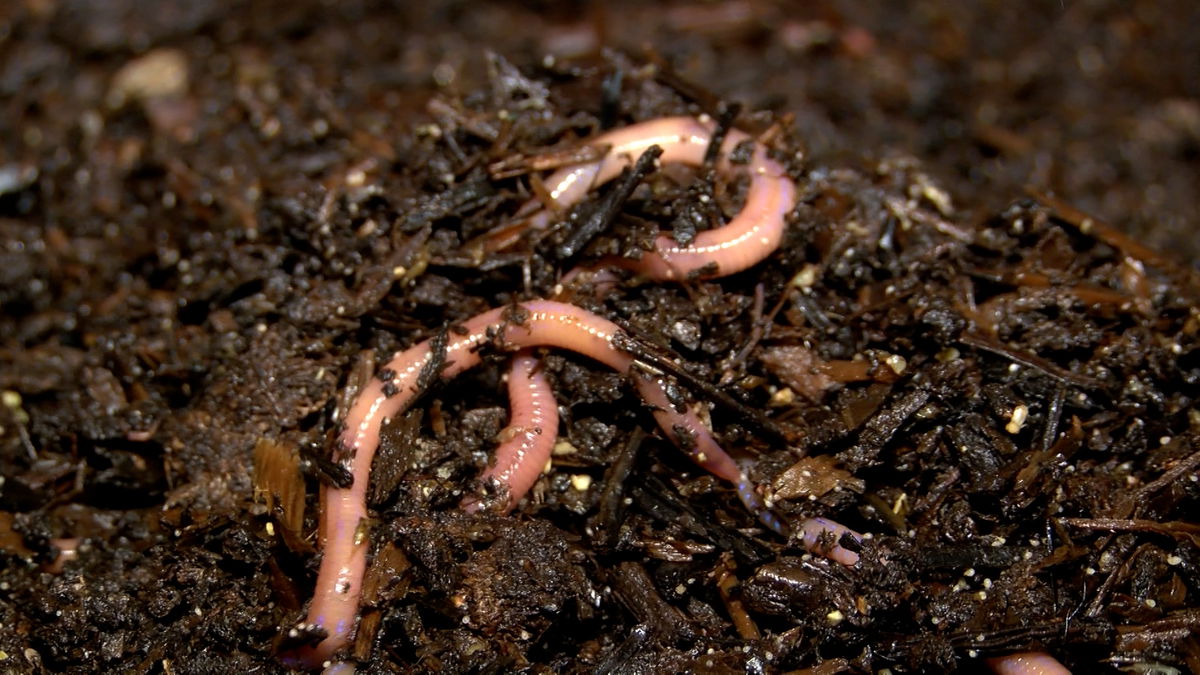 DMF Living Soils produces healthy soil using earthworm farm