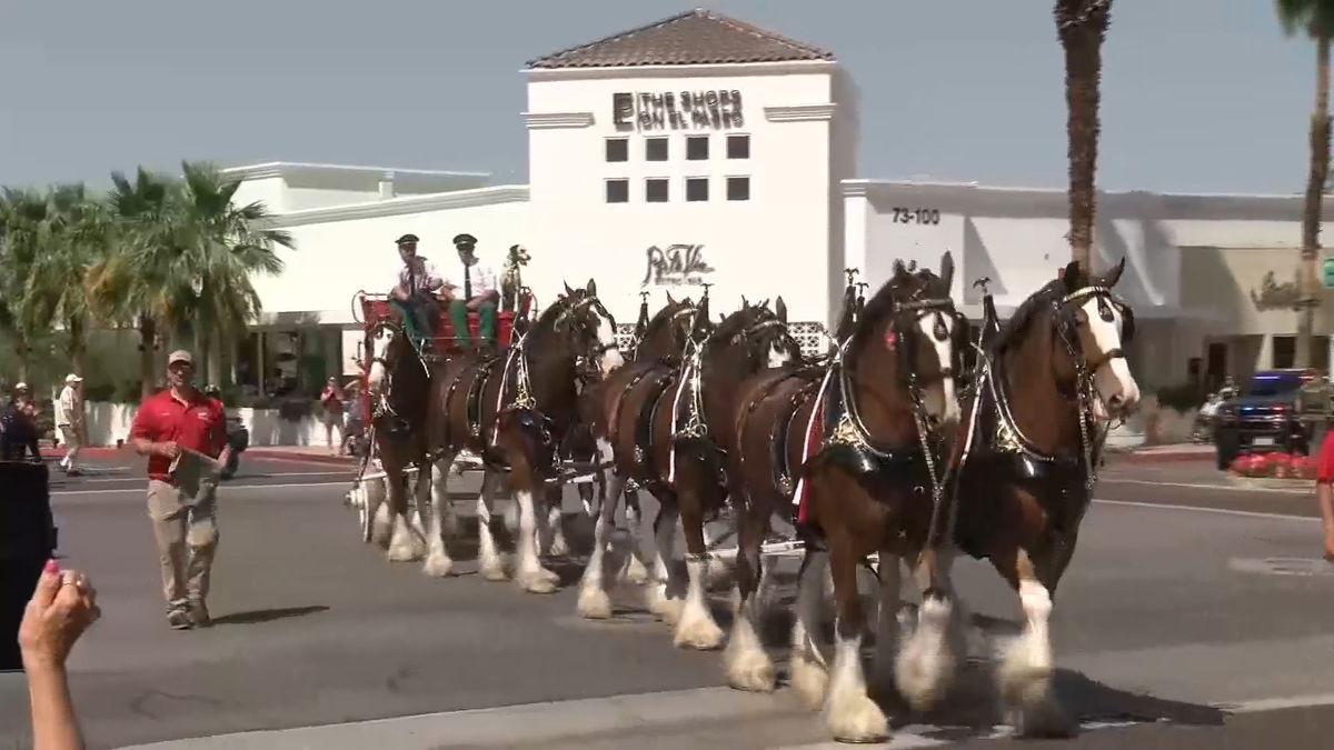 Famous Budweiser Clydesdales visit Palm Desert ahead of Stagecoach Country Music Festival