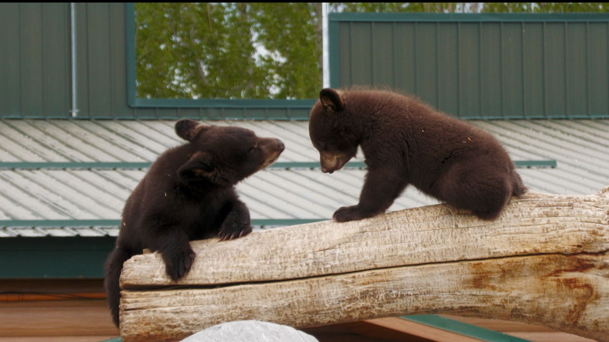 “Bear-y” special Mother’s Day