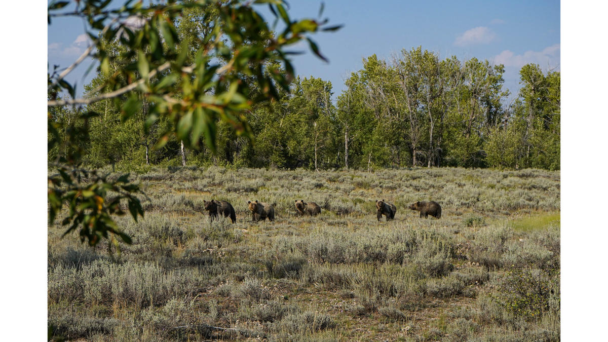 Grizzly bear found dead along highway in Grand Teton National Park