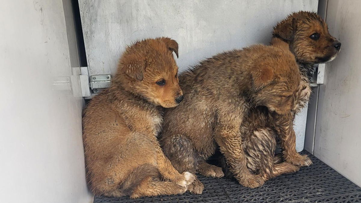 Idaho Falls Shelter rescues puppies