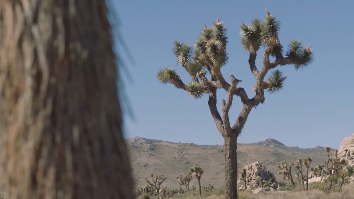 LA judge rules against decision not to protect the Joshua Tree