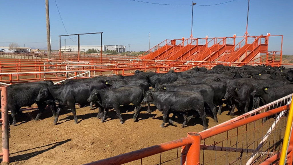 USDA suspends Mexican livestock over screwworm threat