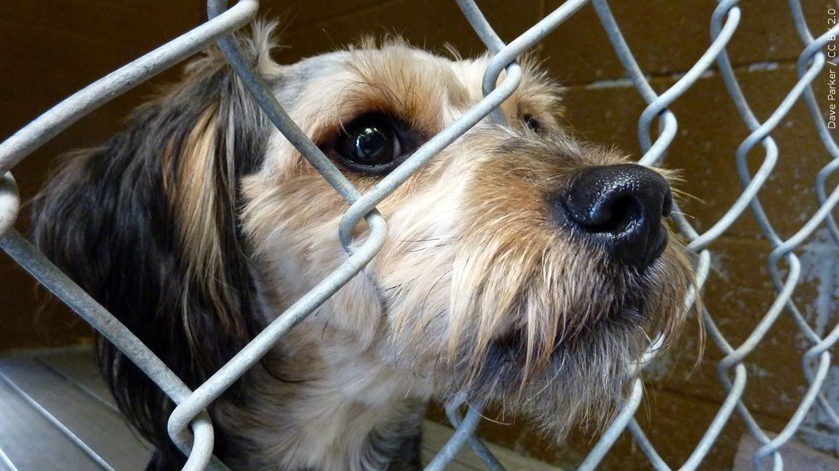 Board resolves to establish ‘no-kill’ standards for RivCo’s animal shelters
