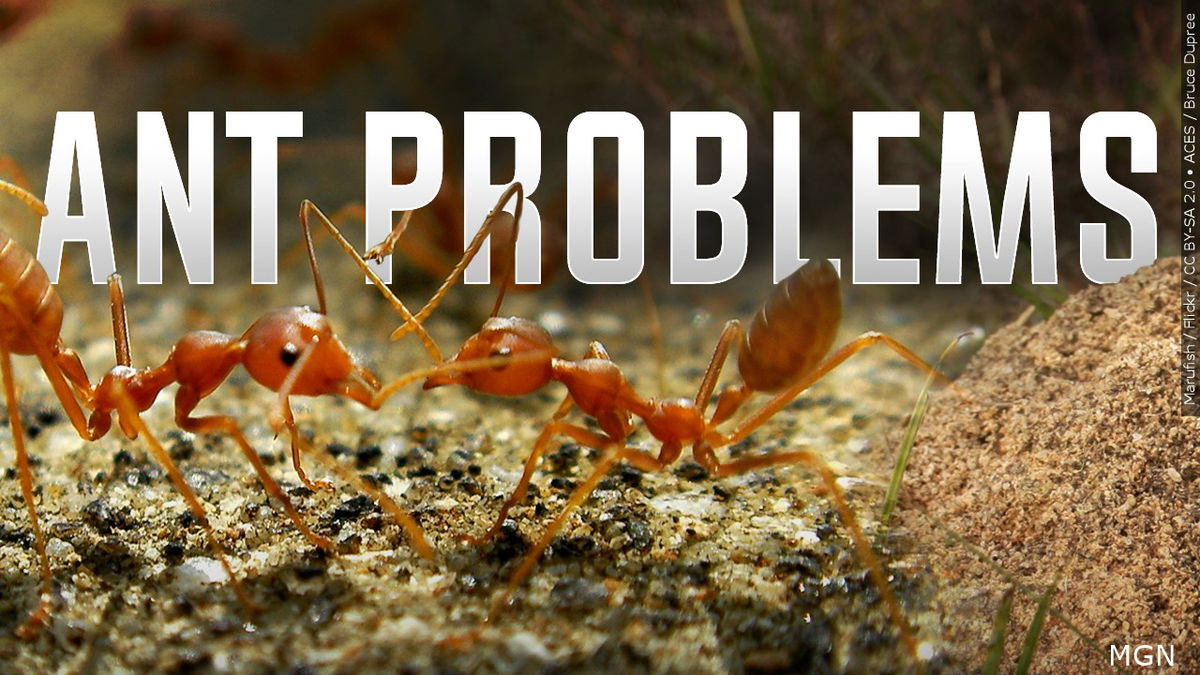 Keeping ants out of your home while you’re on vacation