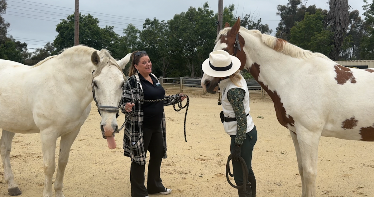 Santa Barbara County Animal Services seeking 500 Properties for New Emergency Livestock Registry