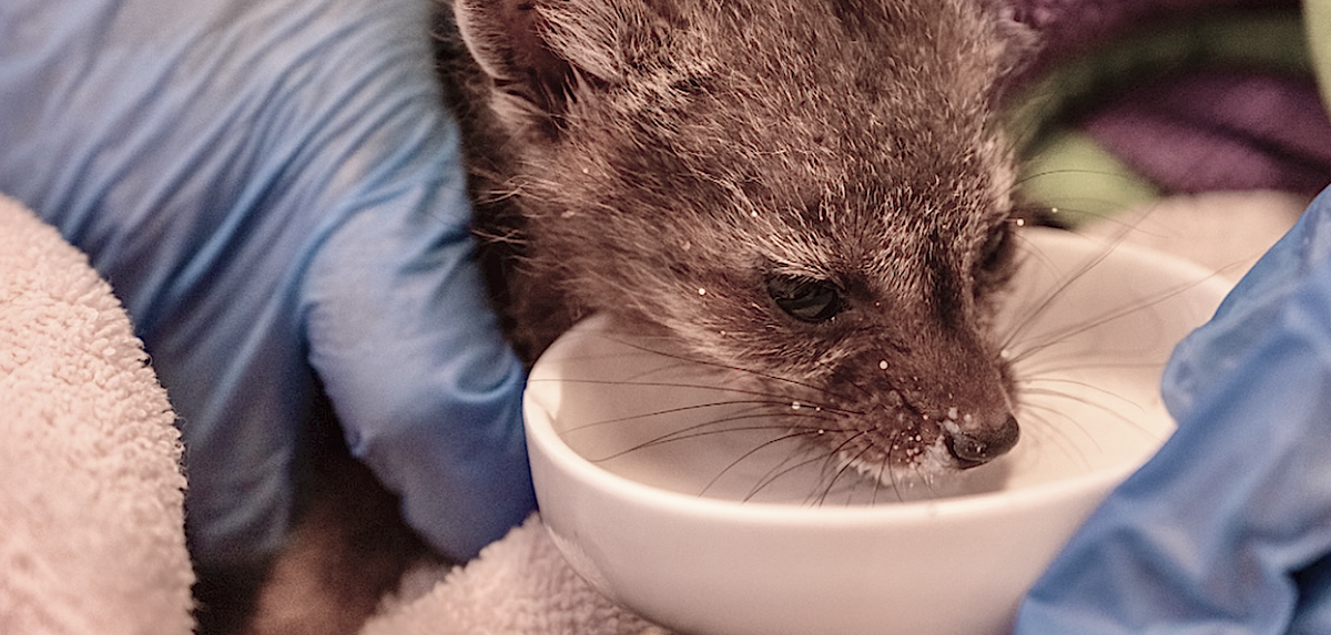 Santa Barbara Wildlife Care Network sees Increasing Number of Coyote Pups Brought In For care