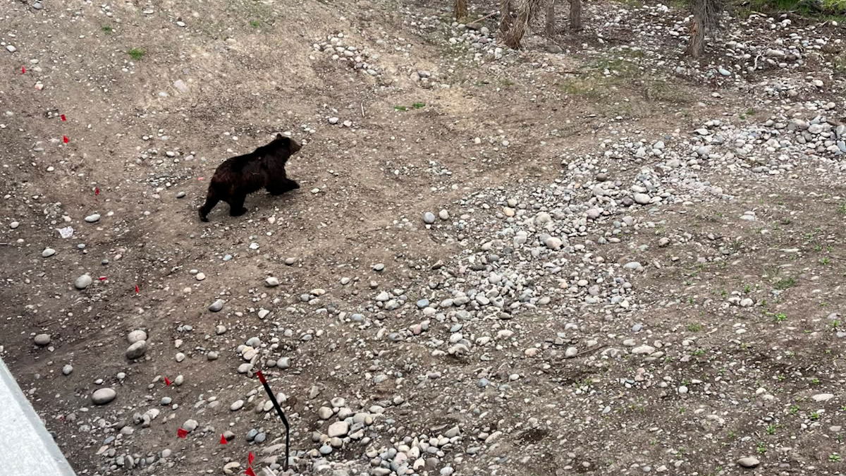 WYDOT wildlife crossings see early success with bear wighting