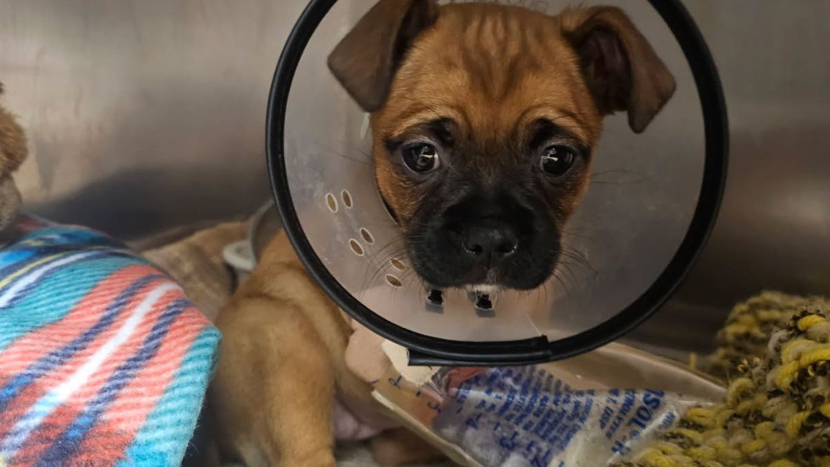 Cañon City police asking for tips regarding 6-week-old pug puppy found with broken bones