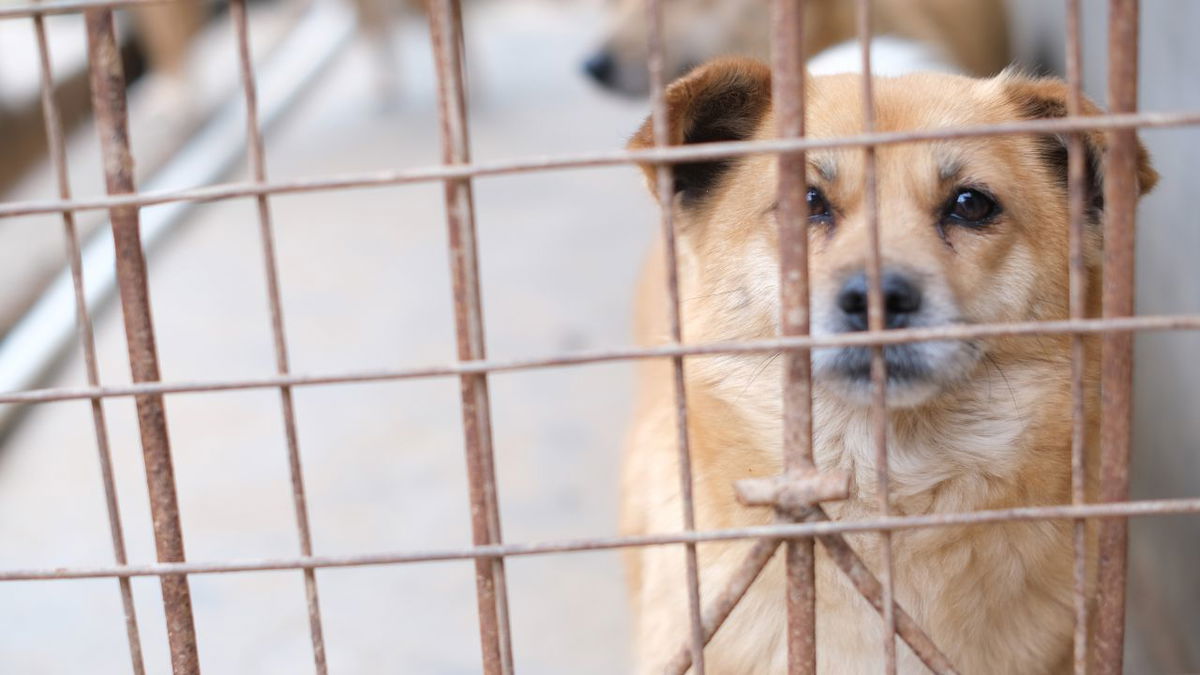 National Mill Dog Rescue reports being in urgent need for food; Here’s how to help