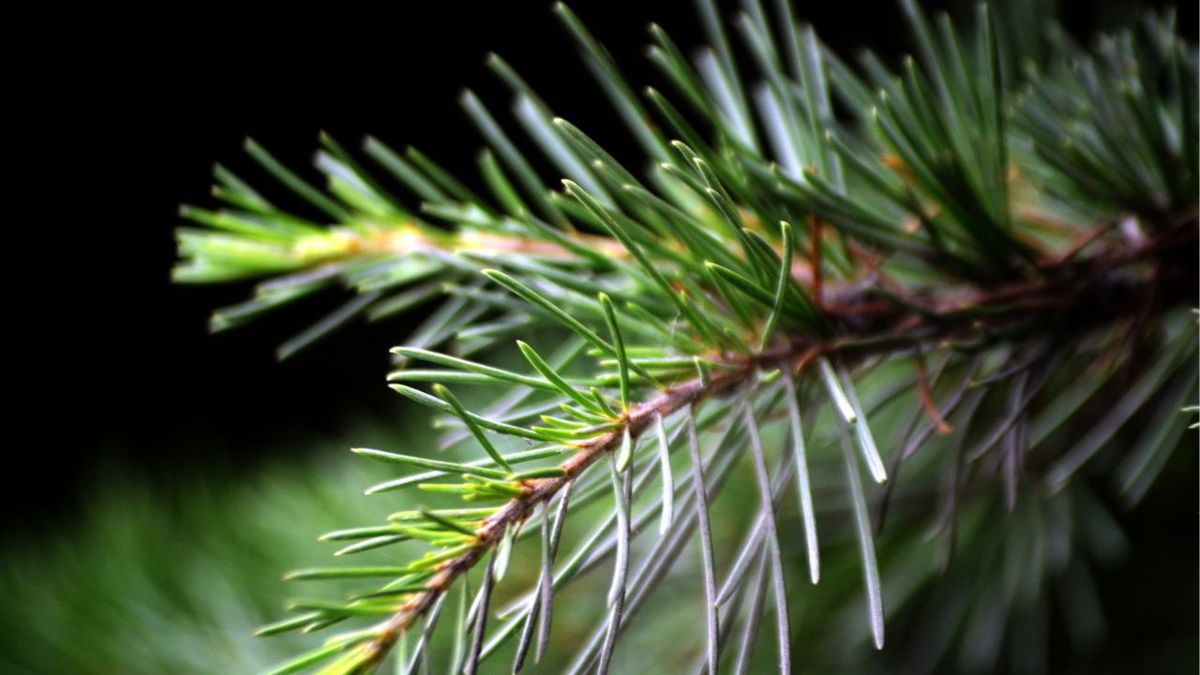Prevent wildfires and get rid of your leaves and pine needles at these Teller County locations