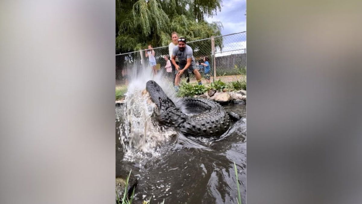 Morris ‘The Movie Star’ gator passes away at Colorado Gator Farm