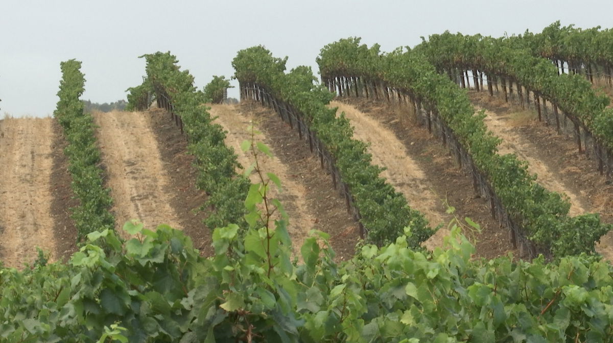Paso Robles Winery Owner accused of Sexual Misconduct and Harassment by Former Employee
